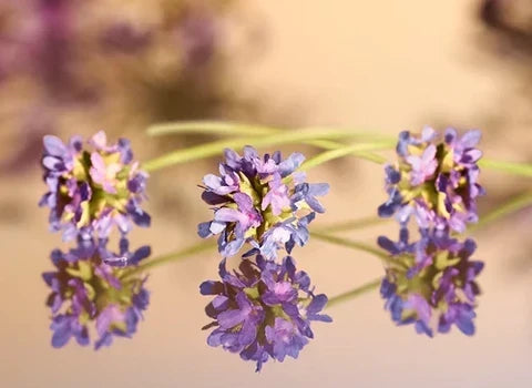 What Is Bakuchiol?