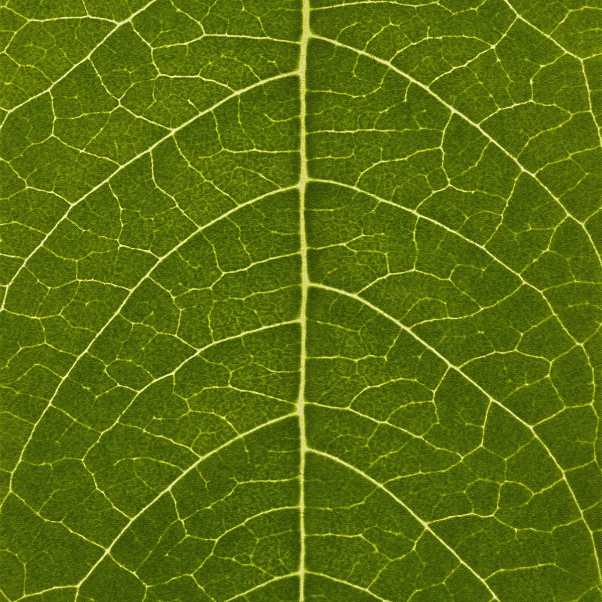Hemp